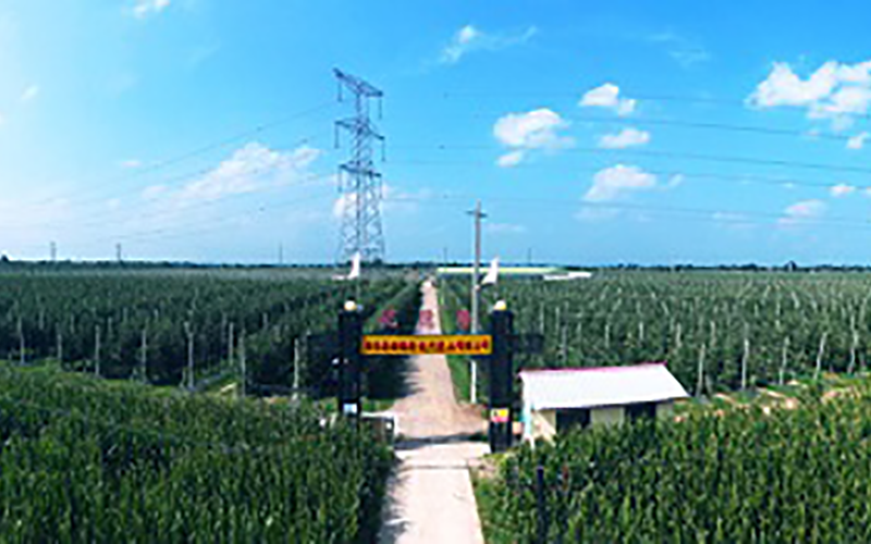 靈臺(tái)優(yōu)德隆農(nóng)業(yè)公司1300畝果園安防監(jiān)控、網(wǎng)絡(luò)機(jī)房案例